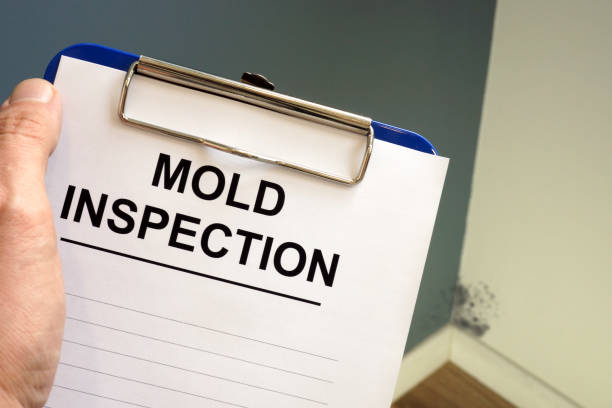 Mold Remediation for Rental Properties